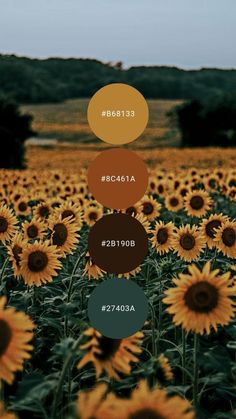 a field full of yellow sunflowers with different color names in each one's circle