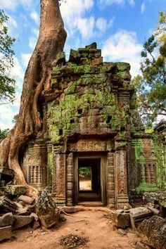 an old tree growing out of the side of a stone building with its roots hanging over it