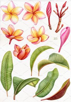 an illustration of different types of flowers and leaves