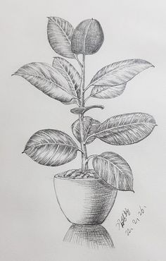 Still Life Plant Drawing, Plant Drawing Realistic, Easy Still Life Drawing Pencil Sketch, Flower Pot Drawing Pencil, Plants Drawing Pencil, Plant Sketch Pencil, Sketch Plants, Still Life Pencil Shading, Easy Still Life Drawing