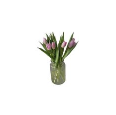 pink tulips are in a glass vase on a white background, with long green stems