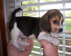 a small puppy standing on top of someone's hand near a window with blinds