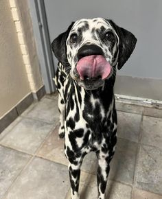 a black and white dalmatian dog with its tongue out looking at the camera