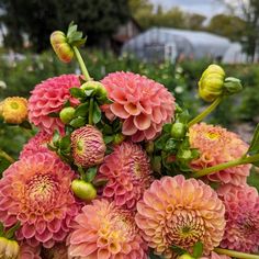 pink and yellow flowers in a garden setting