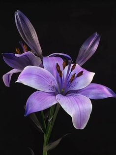 two purple flowers are in a vase on a black background with the stems still attached