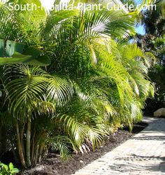 palm trees are lined up along the side of a path in front of a house