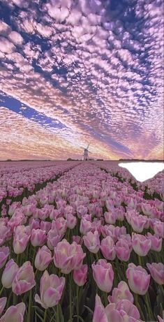 a field full of pink tulips under a purple sky with clouds in the background