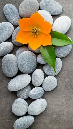 a single orange flower sitting on top of some white and gray rocks with green leaves