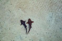 two small fish are laying on the sand