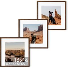 three framed photographs of dogs in the desert