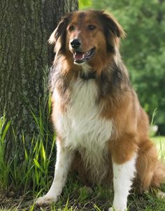 a brown and white dog sitting next to a tree