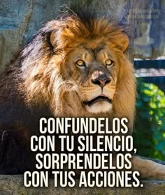 a lion sitting on top of a stone wall next to a rock face with the caption, confundellos con tu