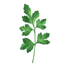 a drawing of a green leafy plant on a white background with clippings