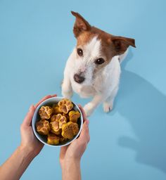 a person holding a bowl full of dog treats