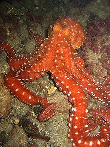 an orange and white octopus laying on the ocean floor