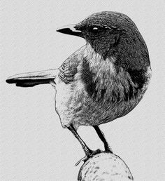 a black and white drawing of a bird sitting on top of a rock