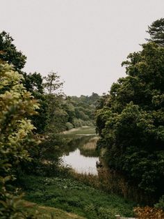 a river running through a lush green forest