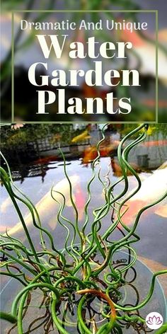 water garden plants with text overlay that reads dramatic and unique water garden plants,