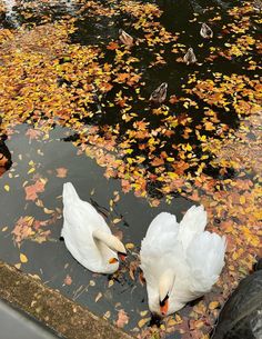 two white swans swimming in a pond surrounded by leaves