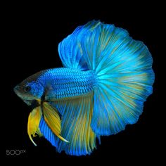 a blue and yellow siamese fish on a black background