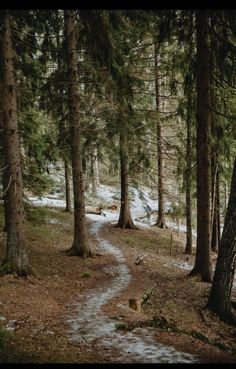 a path in the woods with snow on the ground