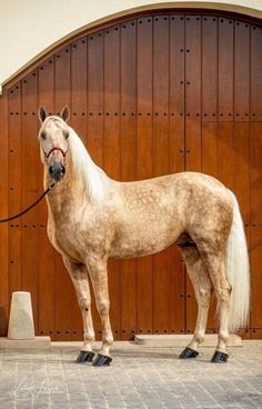 a brown horse standing in front of a wooden door with a leash on it's neck