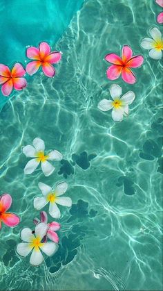 pink and white flowers floating in clear blue water