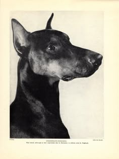 an old black and white photo of a dog's head in profile, looking to the side