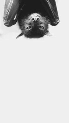 a black and white photo of a bat hanging upside down from the ceiling with its eyes open