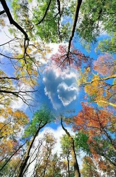 looking up at the tops of tall trees in autumn with leaves turning to red, yellow and green