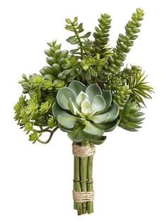 a bunch of green plants in a vase on a white background with twine rope