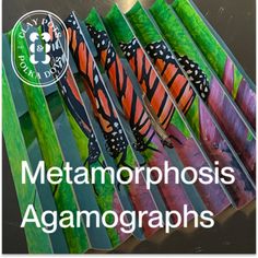 the book cover for metamorphosis agamographs, with butterflies on them