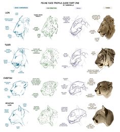 an animal's head is shown with the names and description for each type of creature