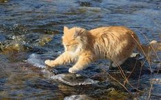 an orange cat walking across a river next to rocks