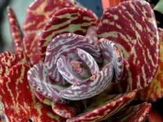 a red and white flower with stripes on it