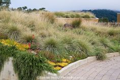 an outdoor garden with lots of green plants and flowers on the side of the road