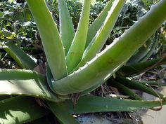 an aloena plant with green leaves in the background