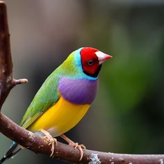 a colorful bird perched on top of a tree branch