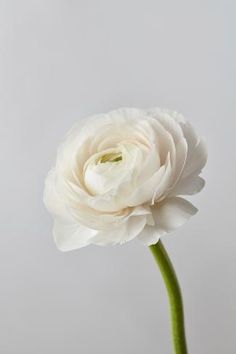 Final Cake, Ranunculus Arrangement, Ranunculus Boutonniere, Ranunculus Flower, Individual Flowers, Amaryllis Flowers, Greenery Arrangements, White Ranunculus, Ranunculus Flowers