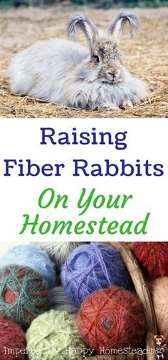 rabbits and yarn balls with text reading raising fiber rabbits on your homesead project