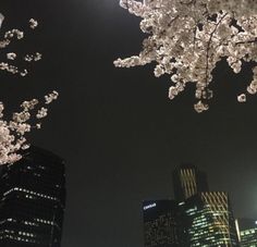 cherry blossoms are blooming on the trees in front of tall skyscrapers at night