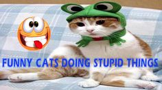 Funny Cats Doing Stupid Things Video Clip, Funny Cats, Funny Gif