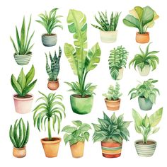 a bunch of potted plants with green leaves on them, painted in watercolor