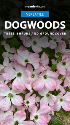 pink dogwoods in the grass with text overlay that reads,'verstatie dogwoods trees, shrubs and groundcover