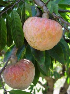 some fruit hanging from a tree with green leaves and brown spots on it's surface