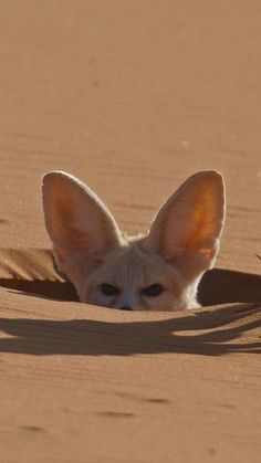 a small animal laying in the sand with its eyes wide open and it's head sticking out