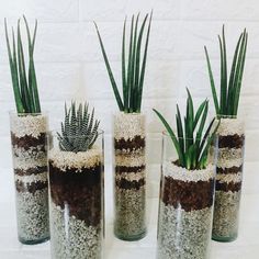 four vases with plants in them on a table