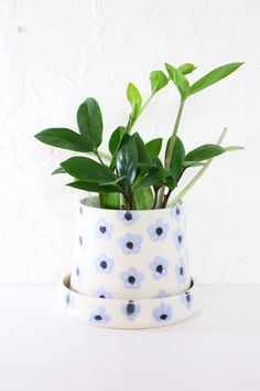 a potted plant sitting on top of a white table