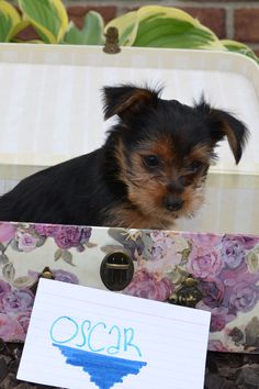 a small dog sitting in an open suitcase with a note attached to the handle and writing on it