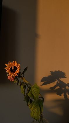 a sunflower casts a shadow on the wall